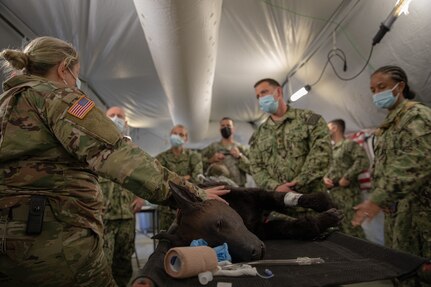 Robot Dog Prepares Medics