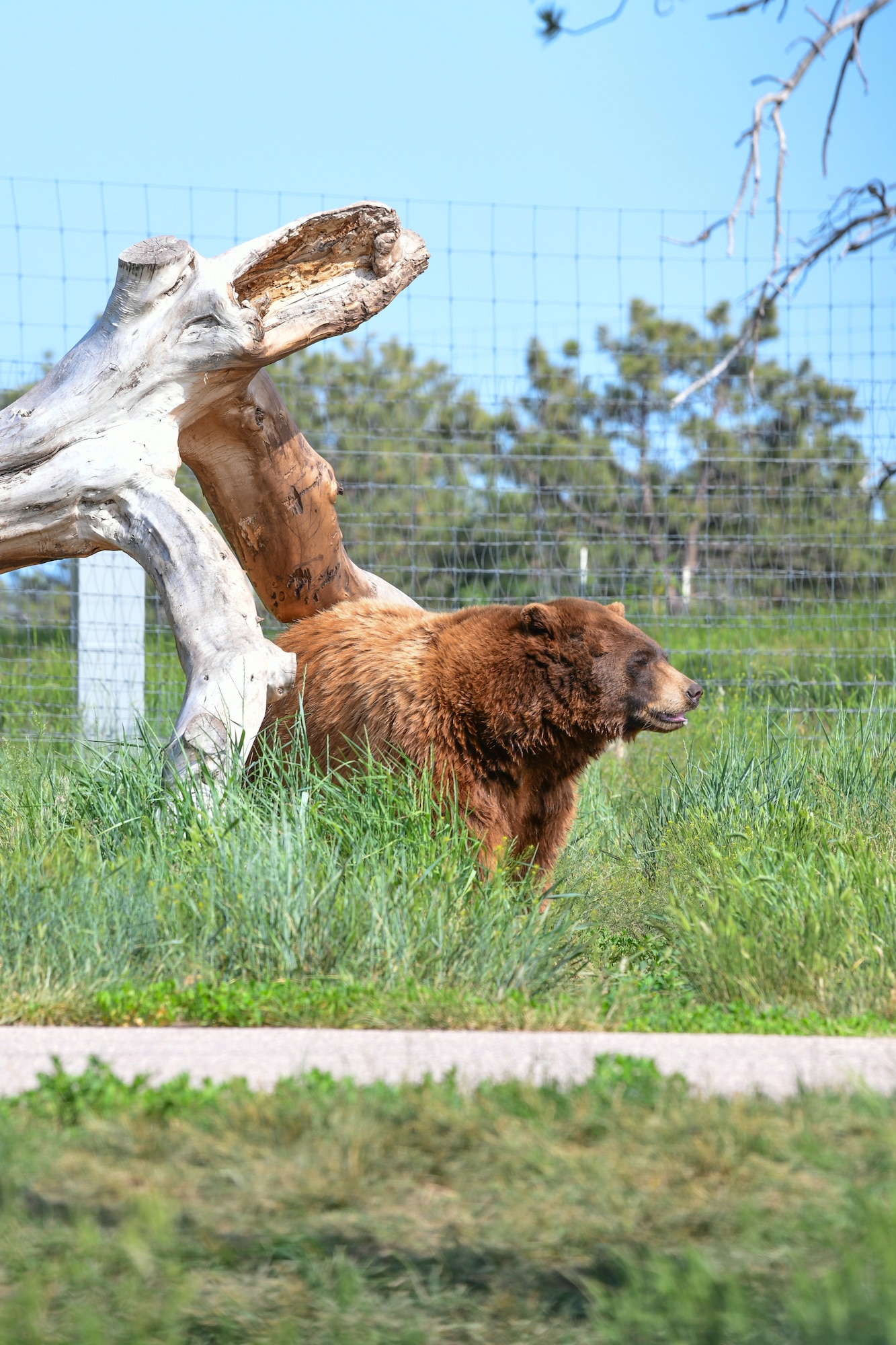 Bear country USA