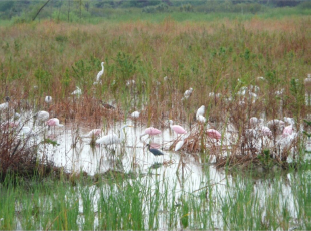 Wading birds in Miami-Dade County Model Lands