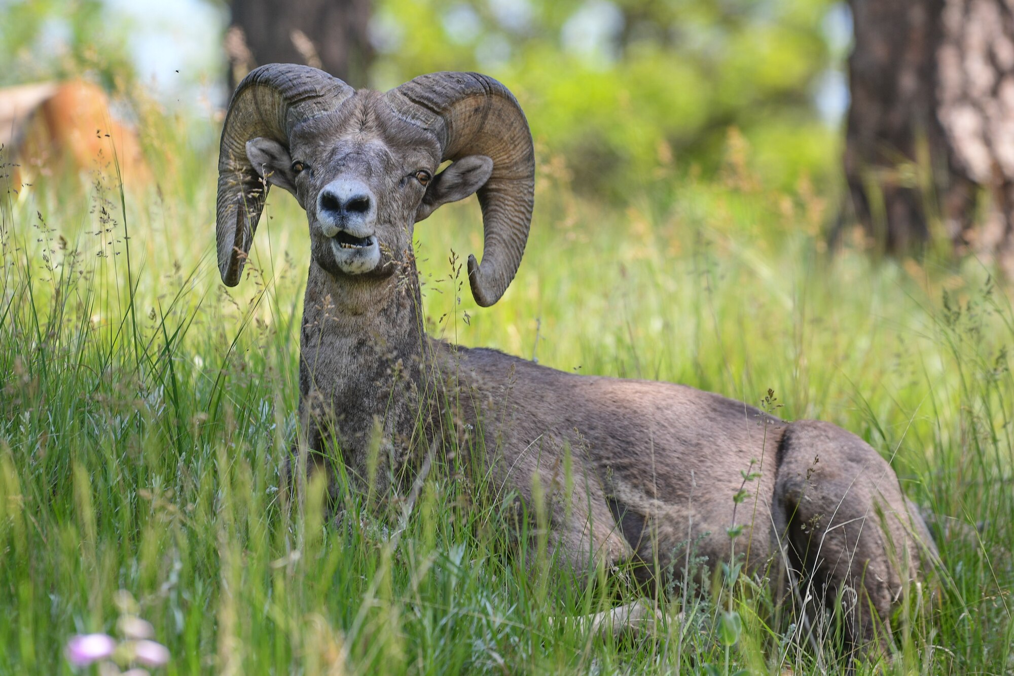 A big horn sheep