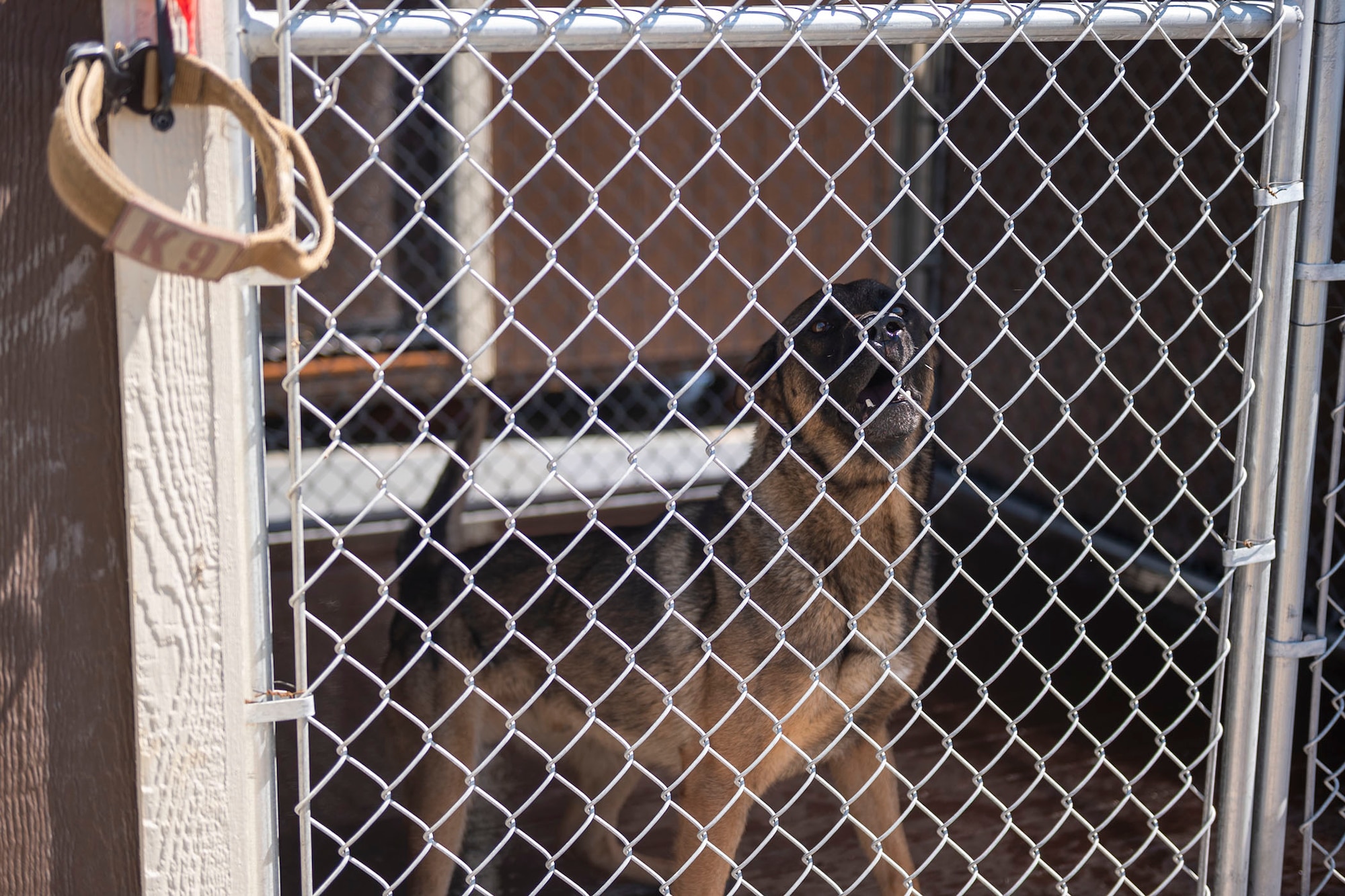 Military working dog Bond stands in a temporary kennel outside of the military working dog compound during renovations to the indoor kennels Aug. 15, 2022, at Malmstrom Air Force Base, Mont. The 341st Security Forces Squadron military working dog compound is undergoing renovations to improve the safety and quality-of-life of the dogs and to prepare for the arrival of a new dog in the coming weeks. (U.S. Air Force photo by Airman 1st Class Elijah Van Zandt)