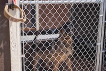 Military working dog Bond stands in a temporary kennel outside of the military working dog compound during renovations to the indoor kennels Aug. 15, 2022, at Malmstrom Air Force Base, Mont. The 341st Security Forces Squadron military working dog compound is undergoing renovations to improve the safety and quality-of-life of the dogs and to prepare for the arrival of a new dog in the coming weeks. (U.S. Air Force photo by Airman 1st Class Elijah Van Zandt)