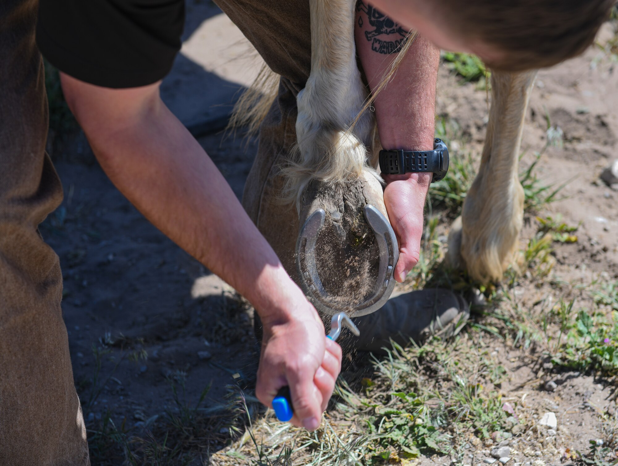 Staff Sgt. Kyle Young, 30th Security Forces Squadron conservation patrolman conservation patrolman, cleans out military working horse Patton’s hoof outside the stables on Vandenberg Space Force Base, Calif., May 9, 2022.  The military working horse program will be retired on Vandenberg July 28, 2022. (U.S. Space Force Photo by Airman 1st Class Ryan Quijas)