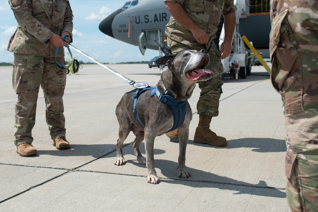 Niagara Falls ARS welcomes Lloyd the dog