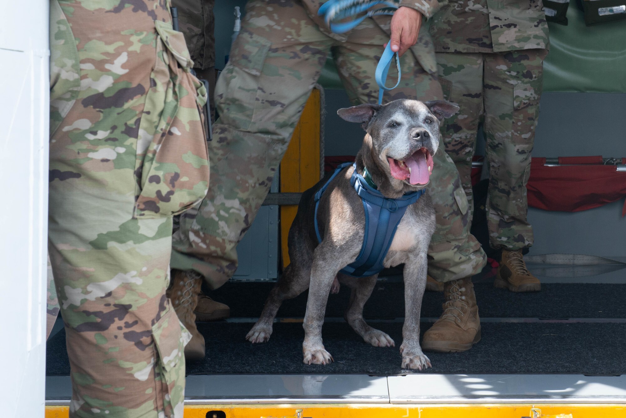 Niagara Falls ARS welcomes Lloyd the dog