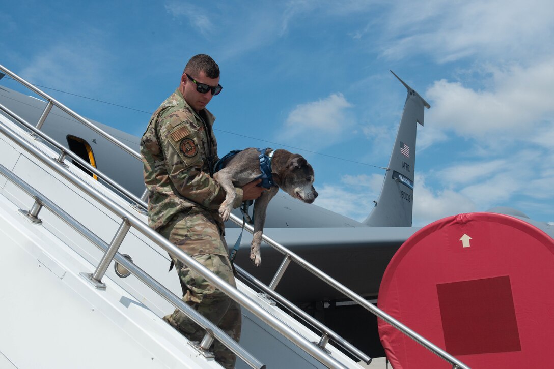 Niagara Falls ARS welcomes Lloyd the dog