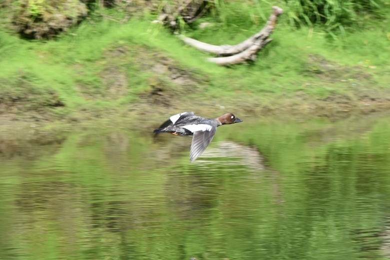 A common goldeneye hen flies along the Chena River on July 28 at the Chena River Lakes Flood Control Project in North Pole, Alaska. The U.S. Army Corps of Engineers – Alaska District partners with the U.S. Fish and Wildlife Service to provide nest boxes for the birds and study their ecology. College students measure, weigh and band the adult hens and web tag their ducklings under the program, which provides them with a valuable training experience in waterfowl ecology, leadership and decision making. (U.S. Army photo by Rachel Napolitan)