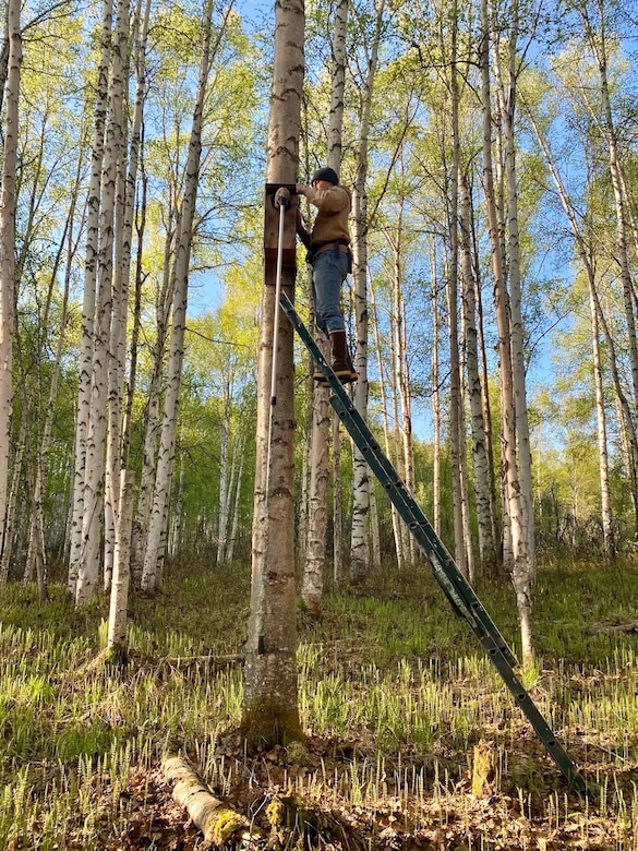 Students check a nesting box for common goldeneye ducks in a tree at the Chena River Lakes Flood Control Project in North Pole, Alaska. Since 1997, the U.S. Fish and Wildlife Service has collaborated with the U.S. Army Corps of Engineers – Alaska District, who has provided funding to support four graduate students and over 40 undergraduate students attending universities and colleges in the U.S., Germany and Japan in a program tracking the birds in the Fairbanks area. (Courtesy photo provided by Riley Porter)