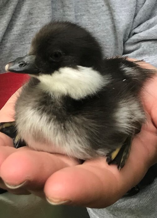 A recently hatched common goldeneye duck rests in a researcher’s hand in North Pole, Alaska. Nest boxes installed at the Chena River Lakes Flood Control Project are a key component of a scientific study of these birds conducted through a cooperative program between the U.S. Army Corps of Engineers – Alaska District and U.S. Fish and Wildlife Service, Alaska Region. For 25 years, field researchers have monitored the ducks’ use of the boxes, creating a long-term dataset for scientists. (Courtesy photo provided by Riley Porter)