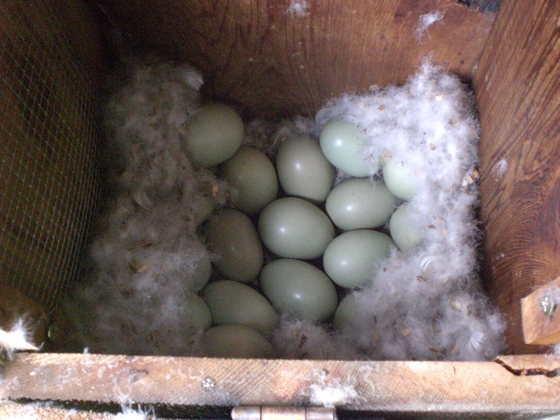 Common goldeneye duck eggs rest in a nest box placed on a tree by the U.S. Fish and Wildlife Service at the Chena River Lakes Flood Control Project in North Pole, Alaska. Working with park rangers at the U.S. Army Corps of Engineers – Alaska District, field researchers track the birds’ use of the boxes to study duck nesting ecology. The data is analyzed by scientists to better understand environmental impacts on the species in its northern-most breeding habitat. (U.S. Army photo)