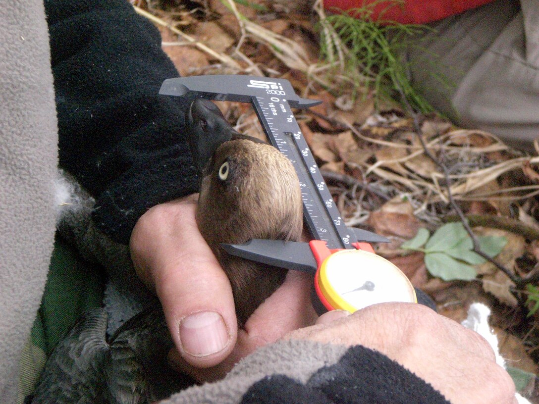 A biologist measures a common goldeneye hen that nested in tree-mounted box at the Chena River Lakes Flood Control Project in North Pole, Alaska. In partnership with the U.S. Fish and Wildlife Service, the U.S. Army Corps of Engineers – Alaska District provides funding, logistical support and field assistance to a research project that studies the birds’ breeding habits on the property. The team tracks the number of eggs and their stage of incubation to estimate hatch to allow ducklings to be web-tagged and followed as adults. Scientists use information gathered by field researchers to assess the short-term effects of weather on the ducks’ productivity along with determining how climate change influences the species. (U.S. Army photo)