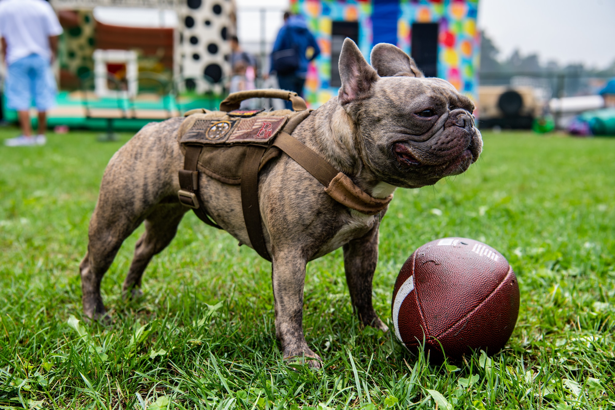 Lucy, the pet of U.S. Air Force Tech. Sgt. Derek Botelho, 435th Contingency Response Support Squadron contracting officer, plays with a football during a 435th Air Ground Operations Wing Family Fun Event at Ramstein Air Base, Germany, Aug. 18, 2022. Approximately 800 AGOW personnel and their families, pets included, came together to enjoy food and fellowship. (U.S. Air Force photo by Airman 1st Class Jared Lovett)