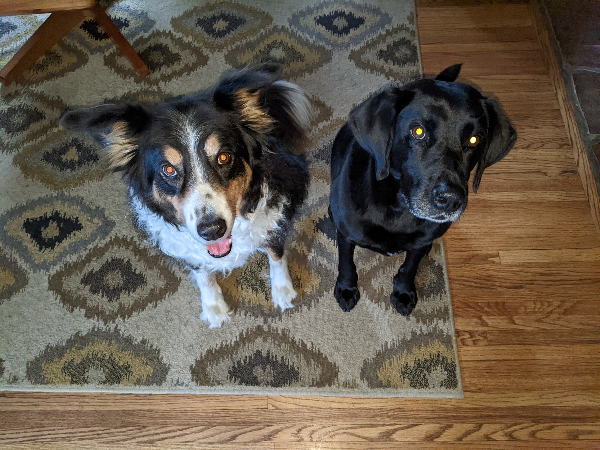 Two dogs pose for a photo