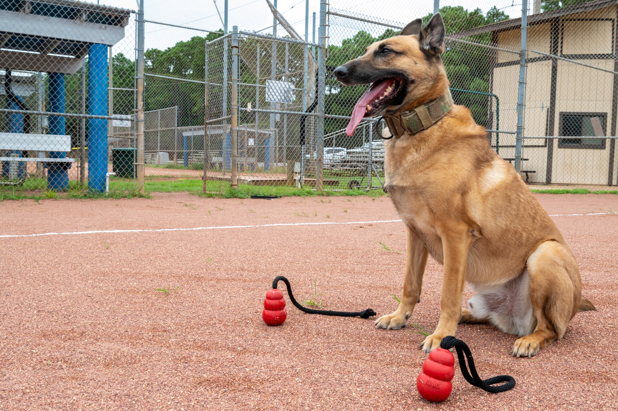 Ronny, a retired 1st Special Operations Security Forces Squadron Military Working Dog, prepares to perform center lines Aug. 23, 2022, at Hurlburt Field, Florida. Throughout his distinguished career, Ronny was a key part of 30 successful missions to include direct support to United States President Joe Biden, as well as former U.S. President Donald Trump, former U.S. Vice President Mike Pence and a number of Department of State officials, among others. Additionally, Ronny deployed to Eskan Village, Saudi Arabia.