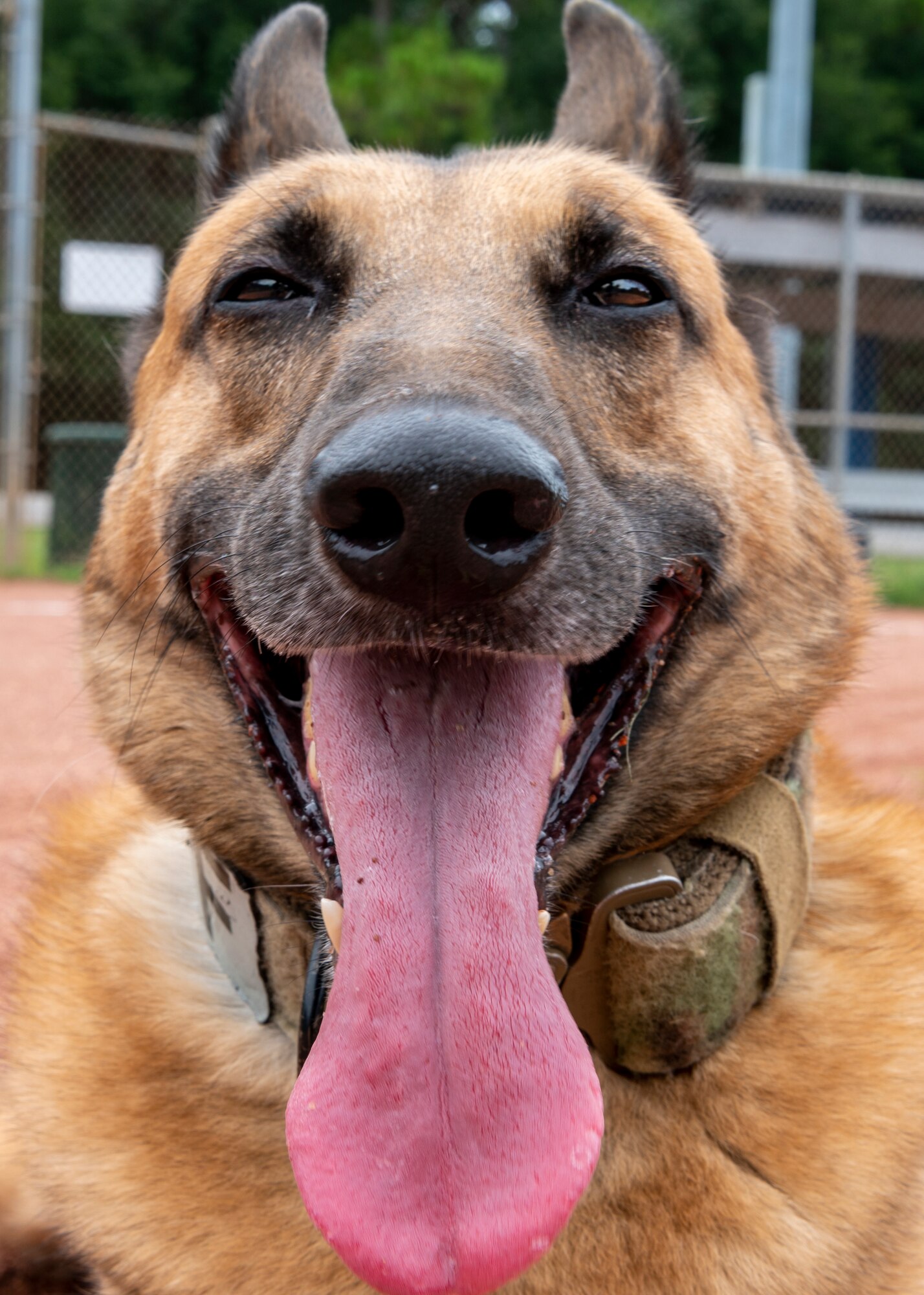 Ronny, a retired 1st Special Operations Security Forces Squadron Military Working Dog, poses for the camera after performing center lines and transfer drills Aug. 23, 2022, at Hurlburt Field, Florida. Throughout his distinguished career, Ronny was a key part of 30 successful missions to include direct support to United States President Joe Biden, as well as former U.S. President Donald Trump, former U.S. Vice President Mike Pence and a number of Department of State officials, among others. Additionally, Ronny deployed to Eskan Village, Saudi Arabia.