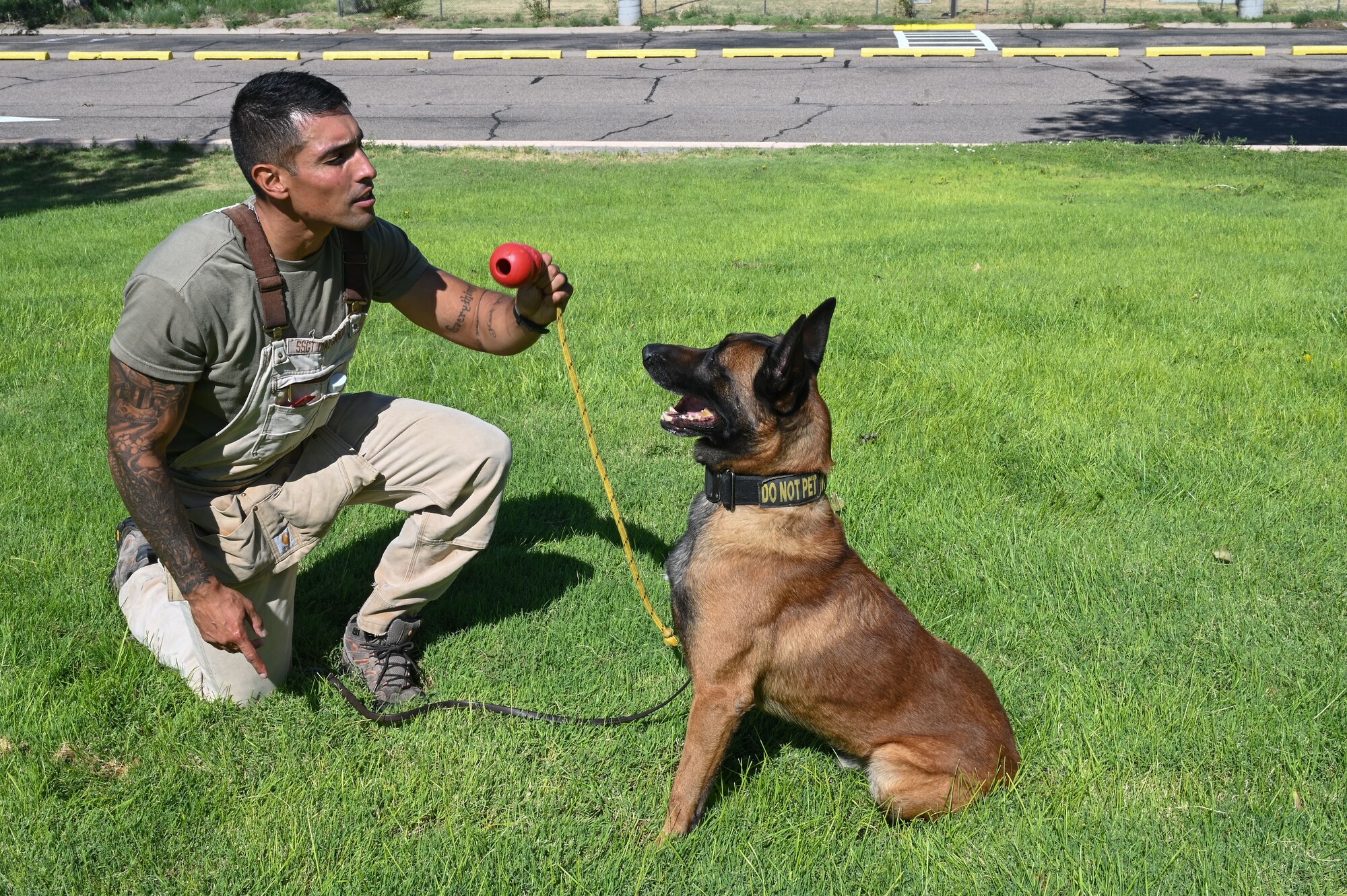 A dog waits for a toy.