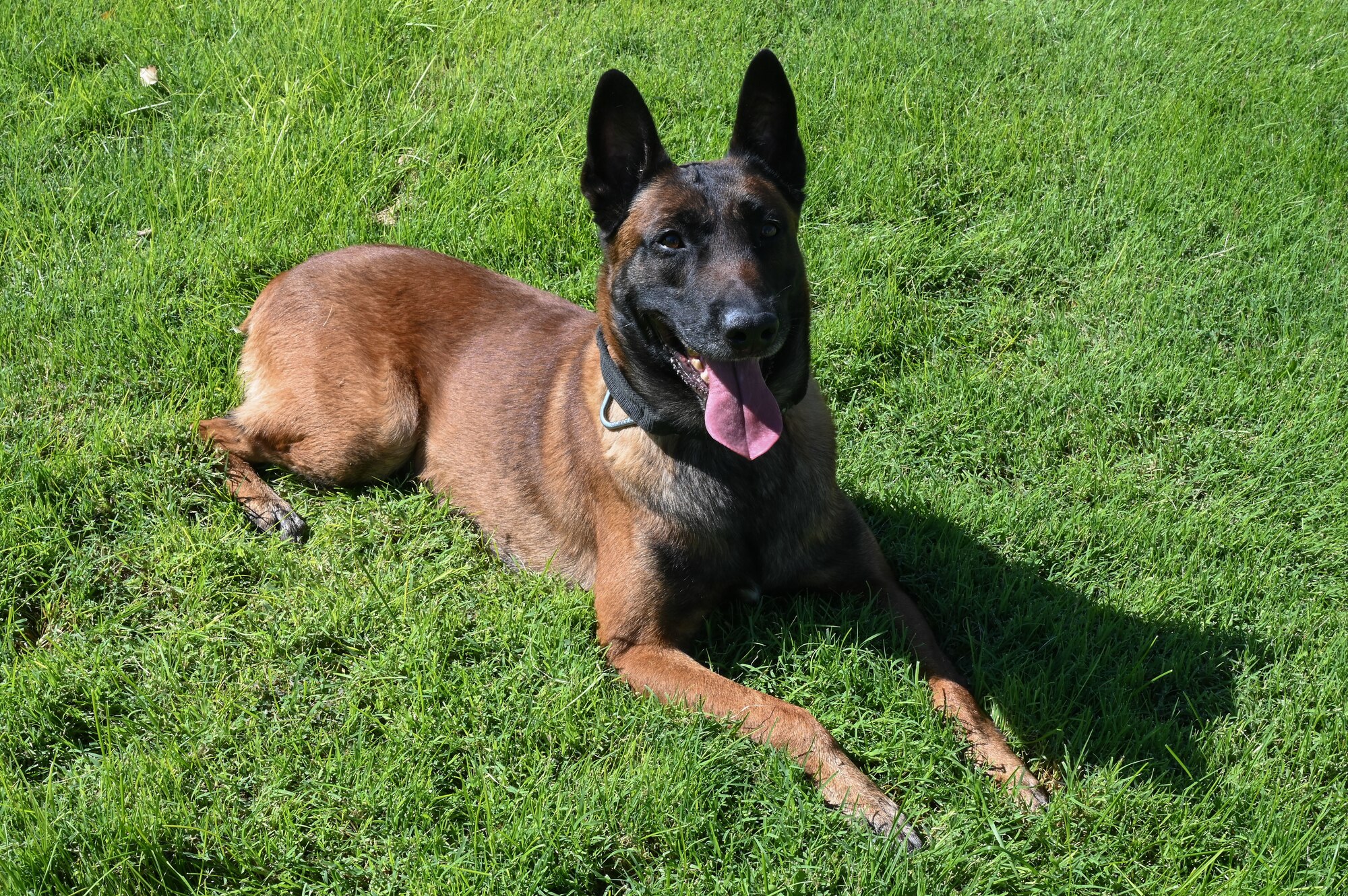 A dog poses in the grass.