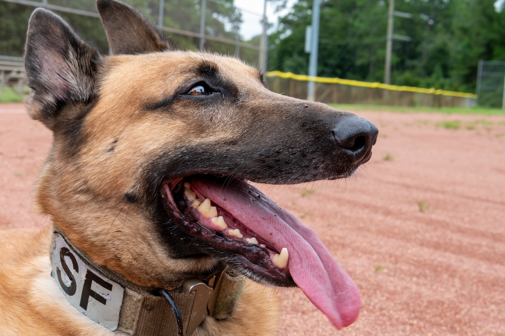 Ronny, a retired 1st Special Operations Security Forces Squadron Military Working Dog, poses for the camera after performing center lines and transfer drills Aug. 23, 2022, at Hurlburt Field, Florida. Throughout his distinguished career, Ronny was a key part of 30 successful missions to include direct support to United States President Joe Biden, as well as former U.S. President Donald Trump, former U.S. Vice President Mike Pence and a number of Department of State officials, among others. Additionally, Ronny deployed to Eskan Village, Saudi Arabia.