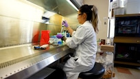 Dr. Tiffany Song prepares samples of Aspergillus niger