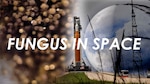 Artemis Mission - Fungi to Test Radiation in Space