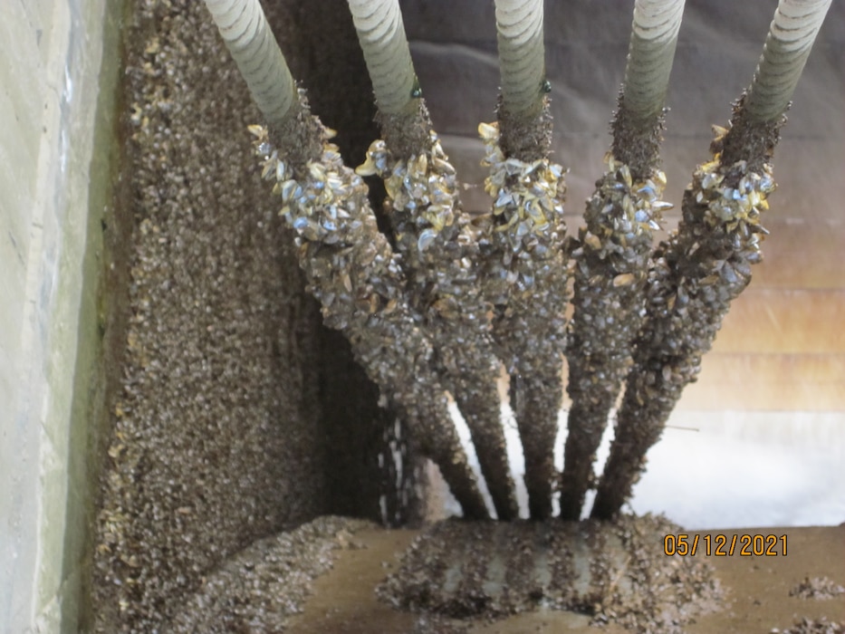 wire ropes covered in zebra mussels