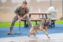 Tech. Sgt. Tommy Duncan, 341st Security Forces Squadron kennel master, releases Bond, 341st SFS military working dog, Aug. 24, 2022, at Malmstrom Air Force Base, Mont. Malmstrom’s MWD’s consist of German Shepards and Belgian Malinois. These canines’ athleticism and overall adaptability are essential to protecting the 341st SFS’s mission of base-side defense. (U.S. Air Force photo by Airman 1st Class Mary Bowers)