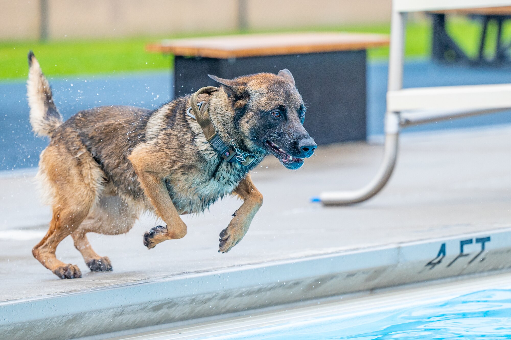 Bond, 341st Security Forces Squadron military working dog, prepares to jump into the base pool Aug. 24, 2022, at Malmstrom Air Force Base, Mont. Malmstrom’s MWD’s consist of German Shepards and Belgian Malinois. These canines’ athleticism and overall adaptability are essential to protecting the 341st SFS’s mission of base-side defense. (U.S. Air Force photo by Airman 1st Class Mary Bowers)