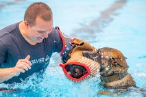Bond, 341st Security Forces Squadron military working dog, clamps on to Staff Sgt. Christopher Hotine, 341st SFS military working dog handler, Aug. 24, 2022, at Malmstrom Air Force Base, Mont. The K-9’s have their annual water-training on the final day the base pool is filled, because water-training is an essential part of teaching the MWD’s how to adapt to new environments. (U.S. Air Force photo by Airman 1st Class Mary Bowers)