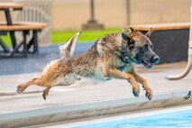 Bond, 341st Security Forces Squadron military working dog, leaps into the base pool Aug. 24, 2022, at Malmstrom Air Force Base, Mont. Malmstrom’s MWD’s consist of German Shepards and Belgian Malinois. These canines’ athleticism and overall adaptability are essential to protecting the 341st SFS’s mission of base-side defense. (U.S. Air Force photo by Airman 1st Class Mary Bowers)