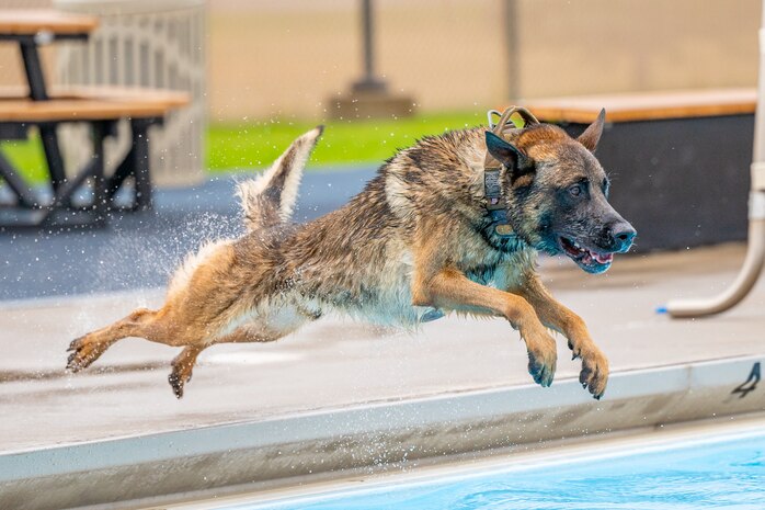 Bond, 341st Security Forces Squadron military working dog, leaps into the base pool Aug. 24, 2022, at Malmstrom Air Force Base, Mont. Malmstrom’s MWD’s consist of German Shepards and Belgian Malinois. These canines’ athleticism and overall adaptability are essential to protecting the 341st SFS’s mission of base-side defense. (U.S. Air Force photo by Airman 1st Class Mary Bowers)