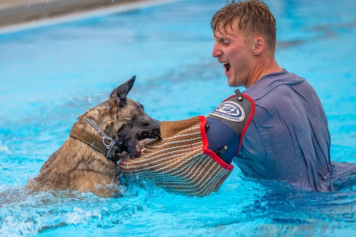 Ffarah, 341st Security Forces Squadron military working dog, attacks Senior Airman Tyler Burk, 341st SFS military working dog handler, Aug. 24, 2022, at Malmstrom Air Force Base, Mont. The K-9’s have their annual water-training on the final day the base pool is filled, because water-training is an essential part of teaching the MWD’s how to adapt to new environments. (U.S. Air Force photo by Airman 1st Class Mary Bowers)