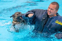 Bond, 341st Security Forces Squadron military working dog, leaps into the base pool Aug. 24, 2022, at Malmstrom Air Force Base, Mont. Malmstrom’s MWD’s consist of German Shepards and Belgian Malinois. These canines’ athleticism and overall adaptability are essential to protecting the 341st SFS’s mission of base-side defense. (U.S. Air Force photo by Airman 1st Class Mary Bowers)