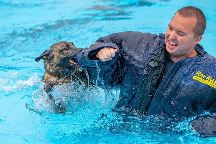 Bond, 341st Security Forces Squadron military working dog, leaps into the base pool Aug. 24, 2022, at Malmstrom Air Force Base, Mont. Malmstrom’s MWD’s consist of German Shepards and Belgian Malinois. These canines’ athleticism and overall adaptability are essential to protecting the 341st SFS’s mission of base-side defense. (U.S. Air Force photo by Airman 1st Class Mary Bowers)