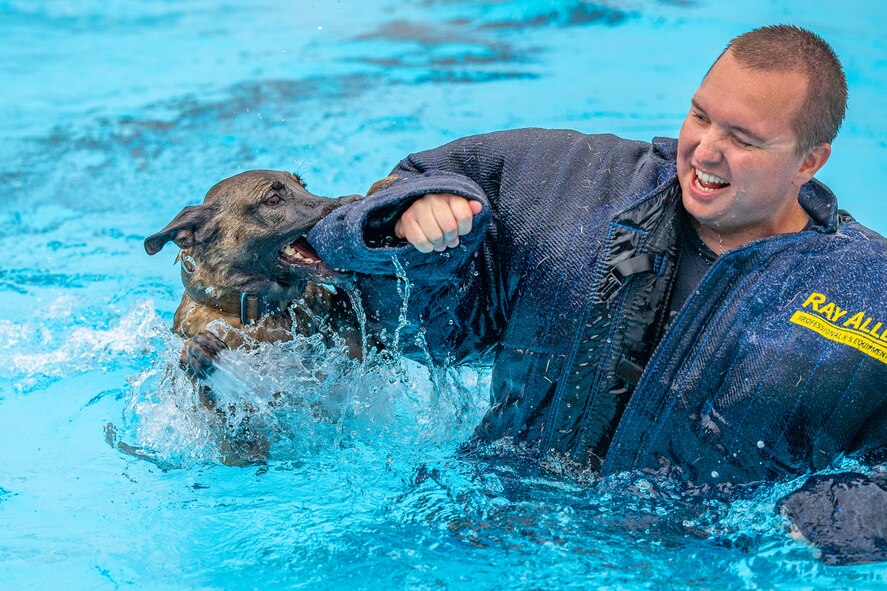 Bond, 341st Security Forces Squadron military working dog, leaps into the base pool Aug. 24, 2022, at Malmstrom Air Force Base, Mont. Malmstrom’s MWD’s consist of German Shepards and Belgian Malinois. These canines’ athleticism and overall adaptability are essential to protecting the 341st SFS’s mission of base-side defense. (U.S. Air Force photo by Airman 1st Class Mary Bowers)