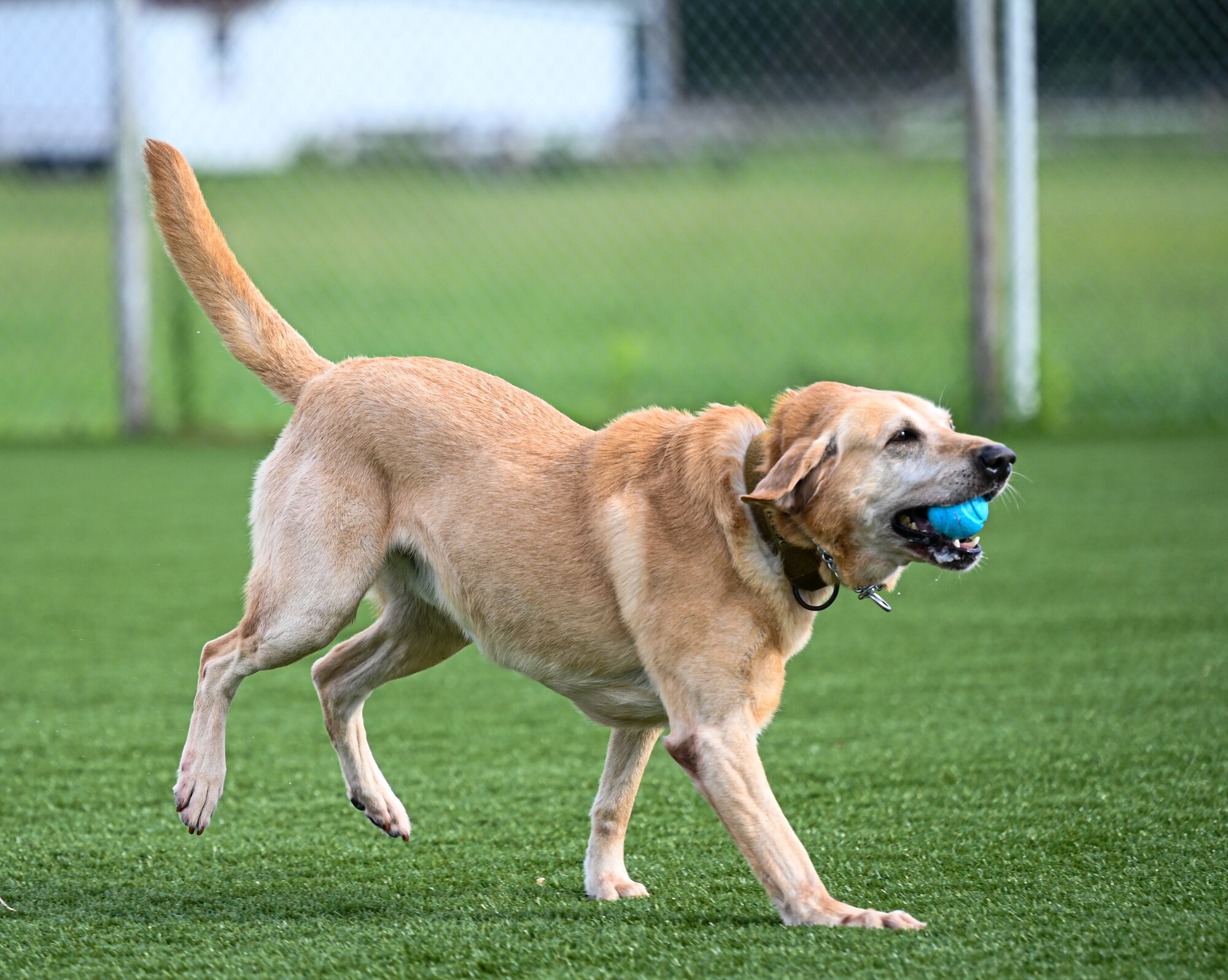 Military working dogs speed through the agility course at JBLE