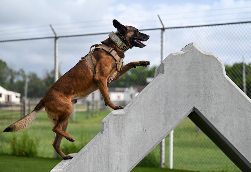 Military Working Dogs speed through an agility course at JBLE