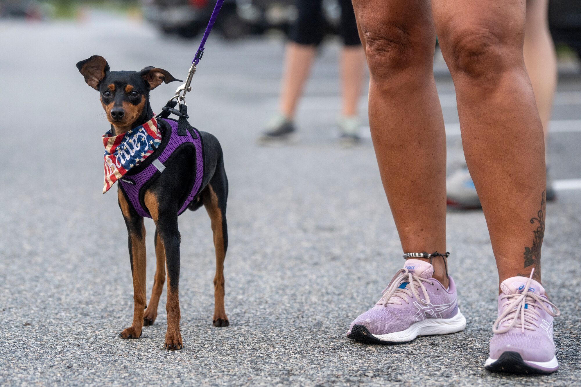 A dog standing with her owner