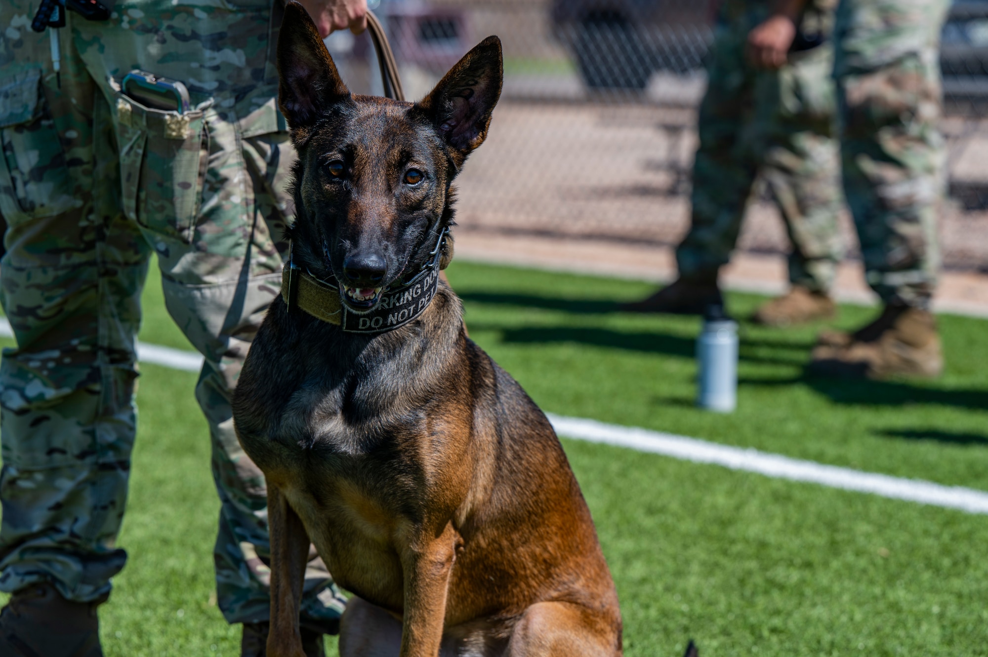 A military working dog looks toward camera