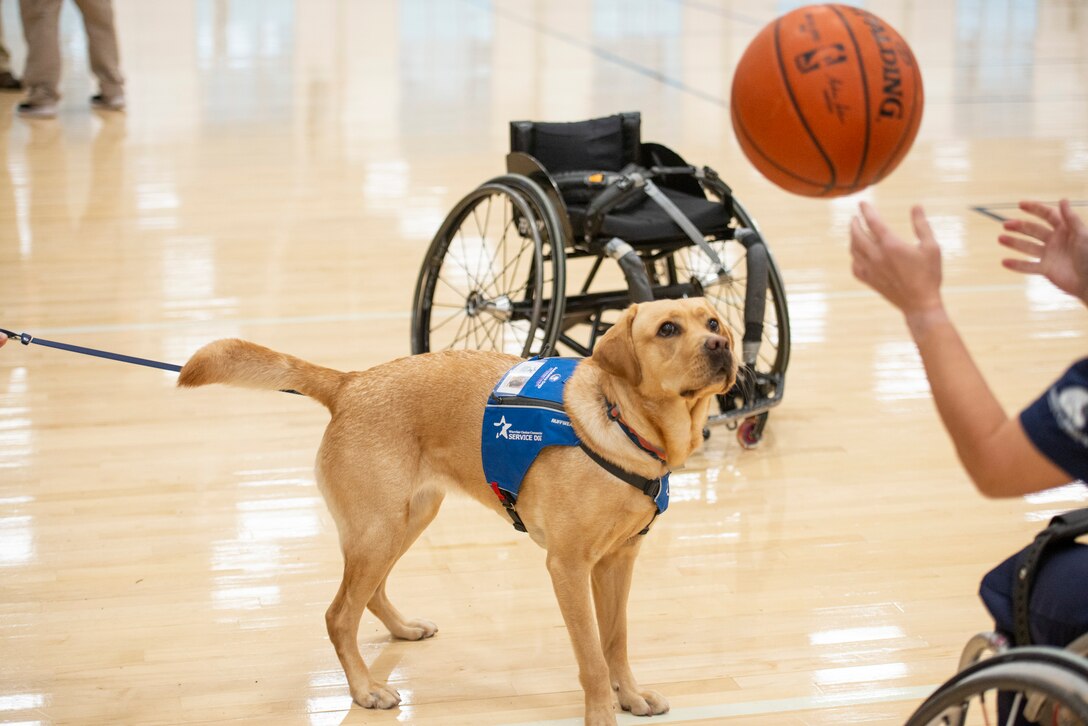 A service dog watches a basketball pass during wheelchair basketball practice.