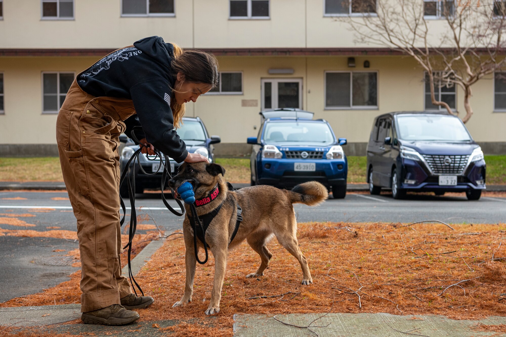 U.S. Air Force and Japan Air Self-Defense Force members work together during a bilateral training event at Misawa Air Base, Japan, Nov. 29, 2022. This multi-day training event allowed JASDF members a chance to see how U.S. Air Force military working dog handlers train their dogs. (U.S. Air Force photo by Senior Airman Antwain Hanks)