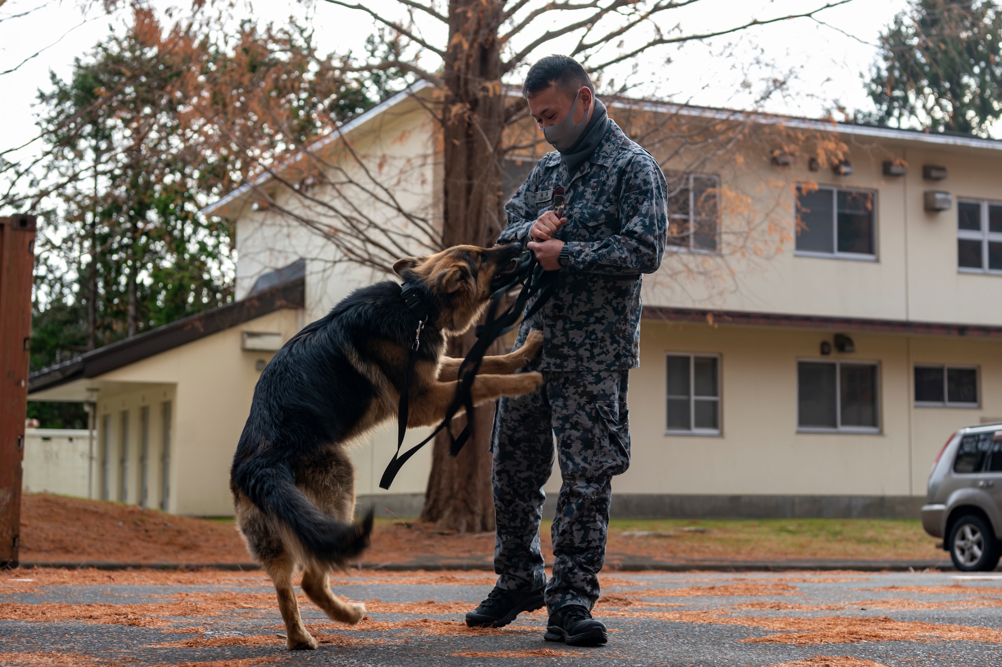 U.S. Air Force and Japan Air Self-Defense Force members work together during a bilateral training event at Misawa Air Base, Japan, Nov. 29, 2022. This multi-day training event allowed JASDF members a chance to see how U.S. Air Force military working dog handlers train their dogs. (U.S. Air Force photo by Senior Airman Antwain Hanks)