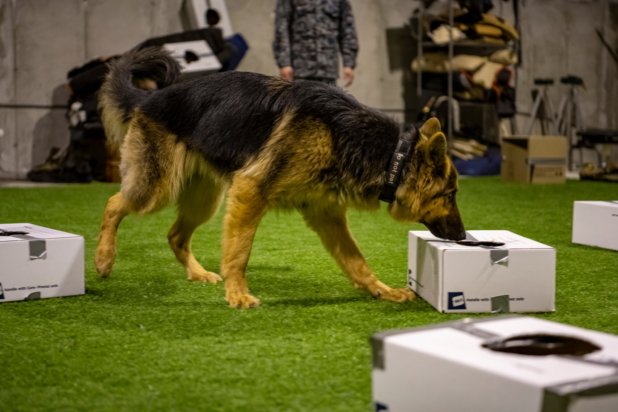 U.S. Air Force and Japan Air Self-Defense Force members work together during a bilateral training event at Misawa Air Base, Japan, Nov. 29, 2022. This multi-day training event allowed JASDF members a chance to see how U.S. Air Force military working dog handlers train their dogs. (U.S. Air Force photo by Senior Airman Antwain Hanks)