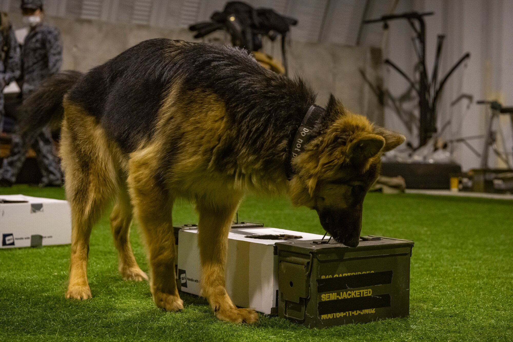 U.S. Air Force and Japan Air Self-Defense Force members work together during a bilateral training event at Misawa Air Base, Japan, Nov. 29, 2022. This multi-day training event allowed JASDF members a chance to see how U.S. Air Force military working dog handlers train their dogs. (U.S. Air Force photo by Senior Airman Antwain Hanks)