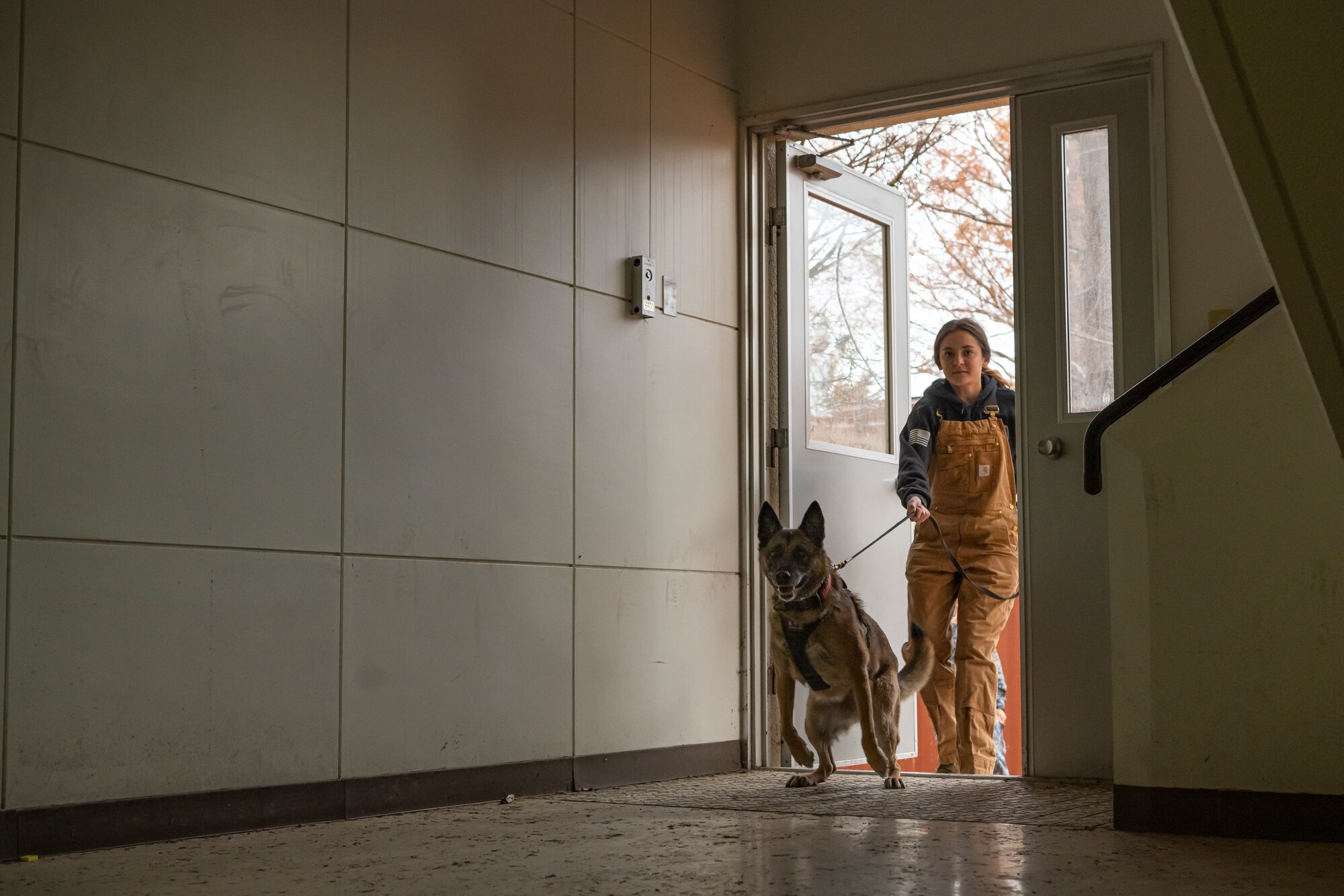 U.S. Air Force and Japan Air Self-Defense Force members work together during a bilateral training event at Misawa Air Base, Japan, Nov. 29, 2022. This multi-day training event allowed JASDF members a chance to see how U.S. Air Force military working dog handlers train their dogs. (U.S. Air Force photo by Senior Airman Antwain Hanks)