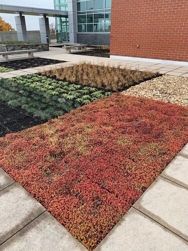 Succulent beds