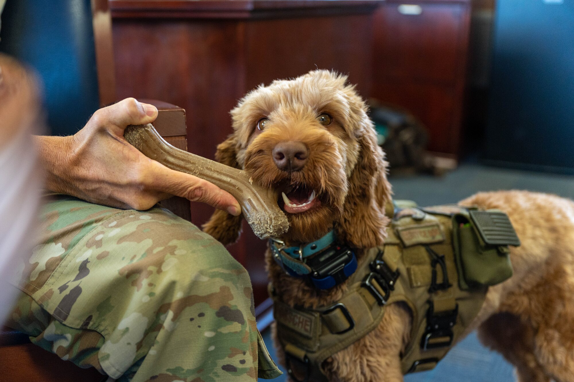 U.S. Air Force Col. Adam Roberts', the 555 RED HORSE Squadron commander, service dog, Porsche, chews on a toy at Nellis Air Force base, Nevada, September 20, 2022. Roberts trained Porsche to assist with his sleep paralysis and to engage with fellow Airmen by accepting vulnerability.
