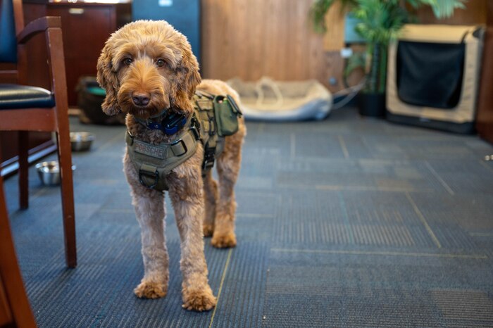 U.S. Air Force Col. Adam Roberts', the 555 RED HORSE Squadron commander, service dog, Porsche, awaits patiently for her owner's orders at Nellis Air Force base, Nevada, September 20, 2022. Roberts trained Porsche to assist with his sleep paralysis and to engage with fellow Airmen by accepting vulnerability.
