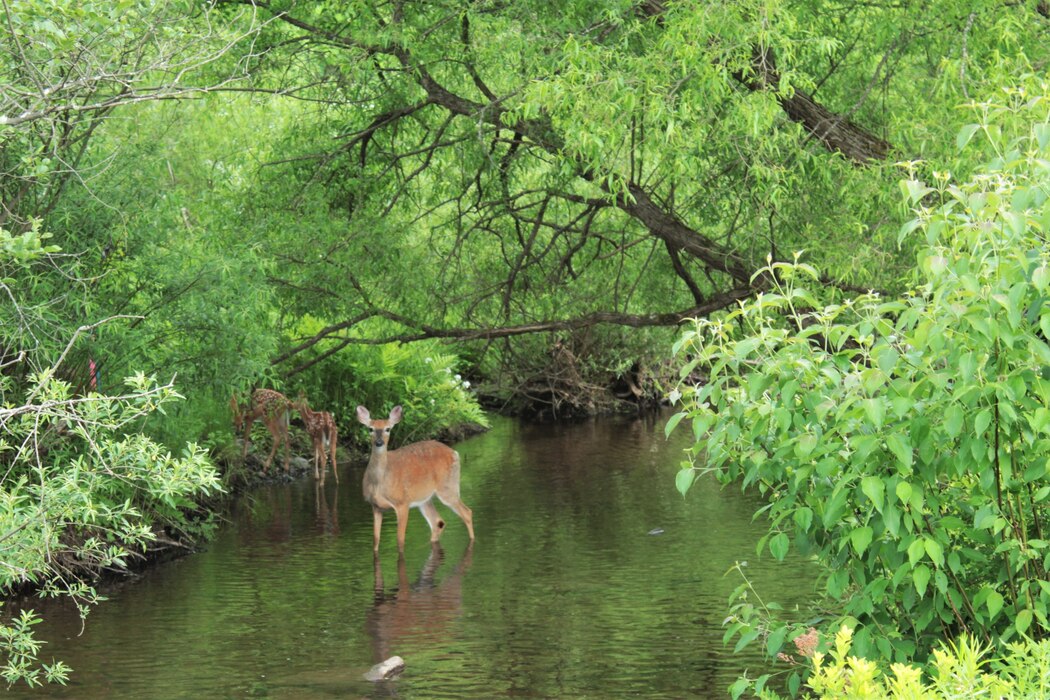 Female deer, known as a doe, in a high-quality habitat tend to produce more fawns than those residing in poor-quality habitat. Adult does (2.5 + years) usually produce twins, like this one spotted with her fawns at Prompton Dam & Reservoir.