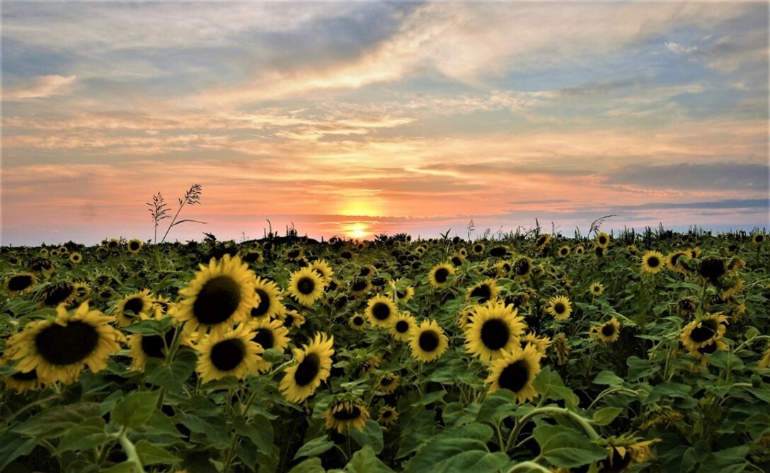 Sunflowers are a common resource used by natural resource managers to create food plots to provide additional food sources for wildlife. Sunflowers grow large seed heads during the summer providing an abundance of food for birds and small game species into the fall seasons. Sunflower fields for enhanced dove habitat can be seen throughout the Blue Marsh Lake property where the PA Game Commission leases and manages habitat for enhanced hunting opportunities.