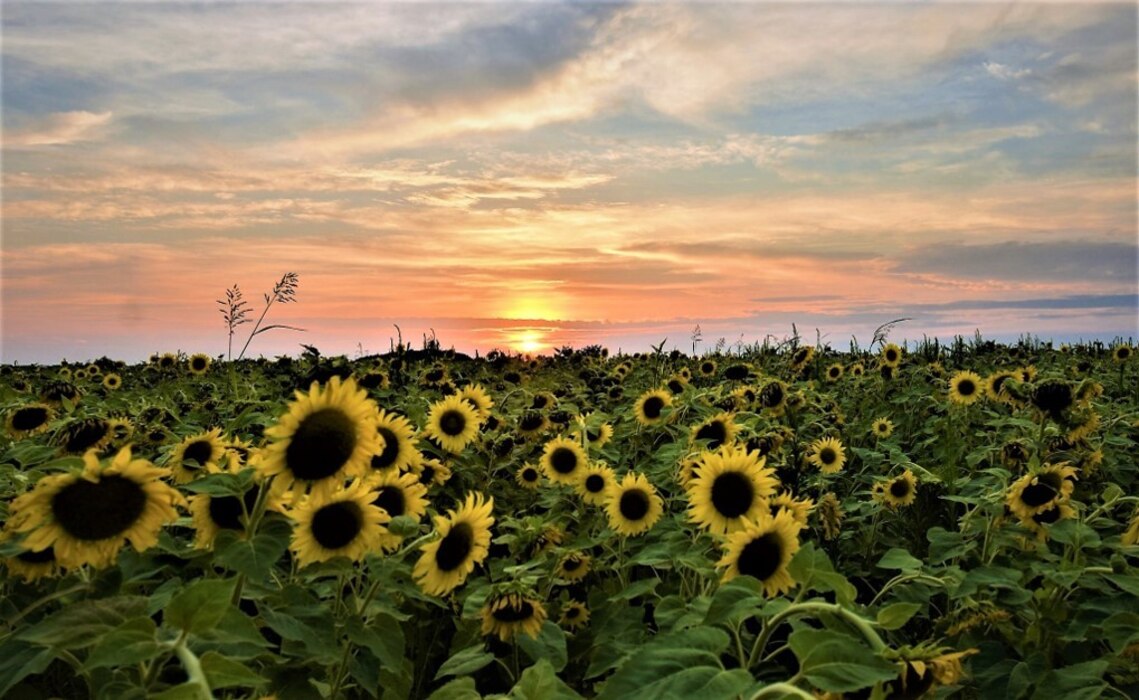 Sunflowers are a common resource used by natural resource managers to create food plots to provide additional food sources for wildlife. Sunflowers grow large seed heads during the summer providing an abundance of food for birds and small game species into the fall seasons. Sunflower fields for enhanced dove habitat can be seen throughout the Blue Marsh Lake property where the PA Game Commission leases and manages habitat for enhanced hunting opportunities.